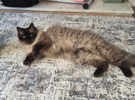 10 year old ragdoll