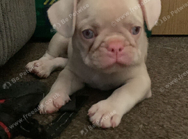 All pups &pound;250