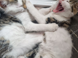 2 kittens ready to Leave