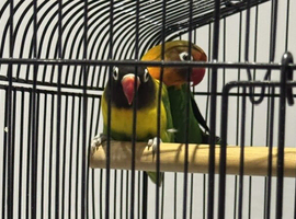 Male and female lovebirds