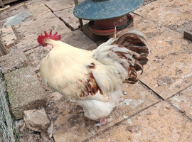 Pair of brahma chickens for sale