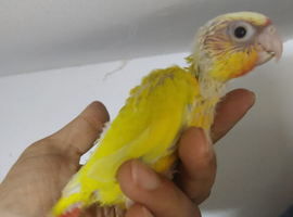 Beautiful hand reared tame conure
