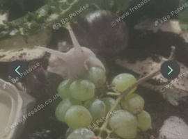 Fulica albino giant African land snail eggs