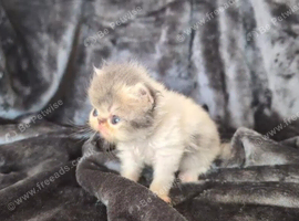 Beautiful Persian kittens