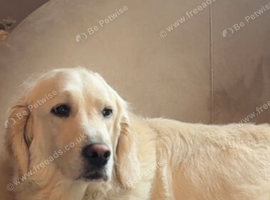 Golden Retriever x Sprollie