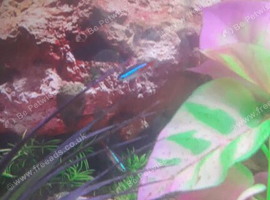 Tropical fish