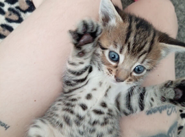 Beautiful baby bengals