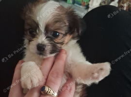 Shit-tzu puppies, miniature, &pound;700 each