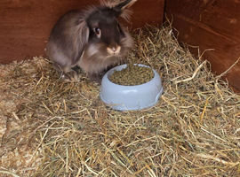 2 female baby rabbits