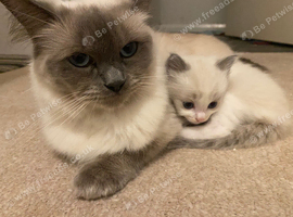 Kitten boy