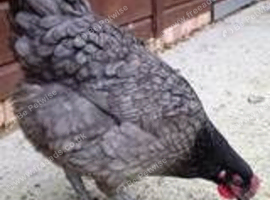 Chickens for sale - 16 weeks POL