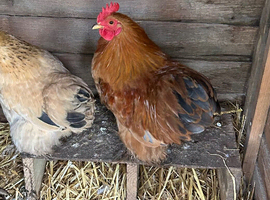 Bantam cockerel