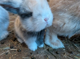 Gorgeous mini-Lop baby bunnies for sale
