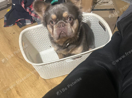 KC Registered Dog Looking for a Loving Forever Home