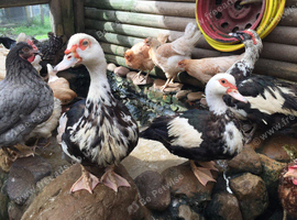 Muscovy Breeding Group