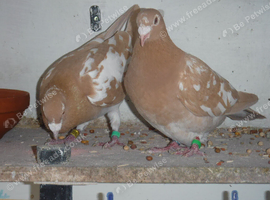 Meuleman Young Birds For Sale