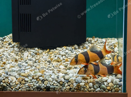 3x Clown loaches + other tropical fish