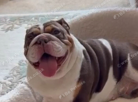Gorgeous female English bulldog kc registered