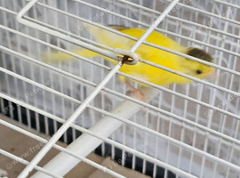 Irish fancy crossed canary gender unsure