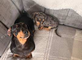Gorgeous Chiweenie puppies for sale
