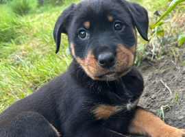Border Rotties