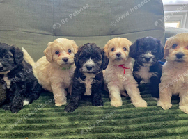 Adorable Yorkiepoo Puppies Available - Litter of 6