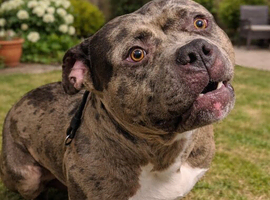 Stunning bulldog x classic bully