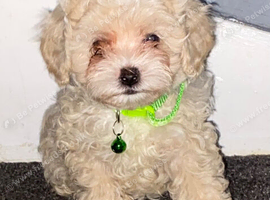F1 maltipoo puppies READY NOW Dad Russian poodle