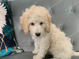 Ready now - Gorgeous Cockapoo puppies mum is Show Cocker x miniature Poodle- Dad is a miniature Poodle - Puppies 3/4 Poodle