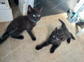 Black bengal cross kittens