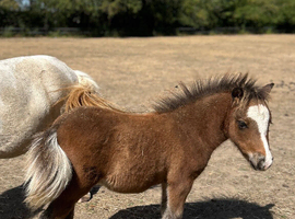 Refined Pure Falabella Colt
