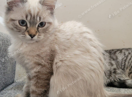 Pedigree lynx ragdoll 12week old kitten