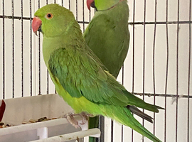 Stunning young Indian Ringnack parrot