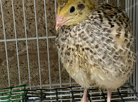 Golden jumbo quails