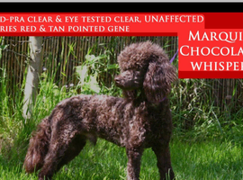 Toy Poodle