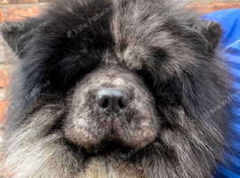 Black Merle stud ( 2PAC )