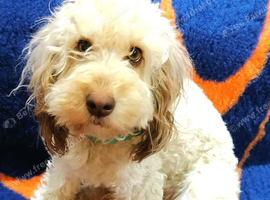 Cockapoo adult for rehoming
