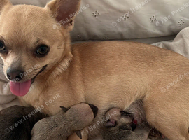Chihuahua are 8 days old (ready 16 Dec)