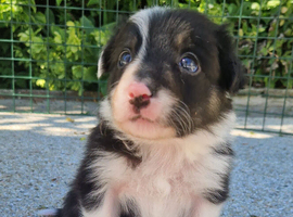 Border Collie puppies