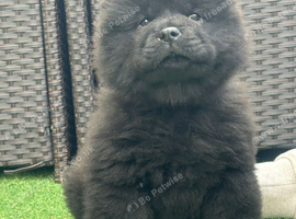 Chows ready and reduced !!