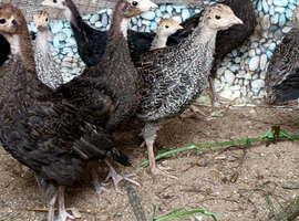 Turkey poults Norfolk Black & Norfolk Bronze