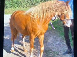 !12.2hh QUALITY 3yr SEC C FILLY!