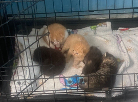 5 baby kittens not ready yet
