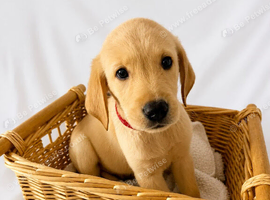 Goldador Puppies for sale