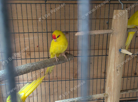 Kakariki for sale