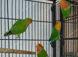 4 Lovebirds &pound;120