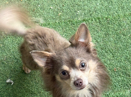 Bugs the chihuahua