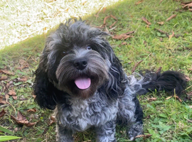 Large F1 Cavapoo lad 1.5 years Bi-eyed blue Merle   5* Council reg&rsquo;d
