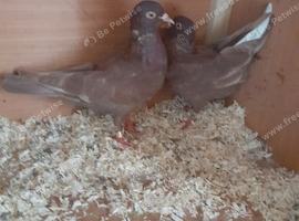 Pair of red pigeons