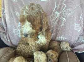 Cockapoo pups